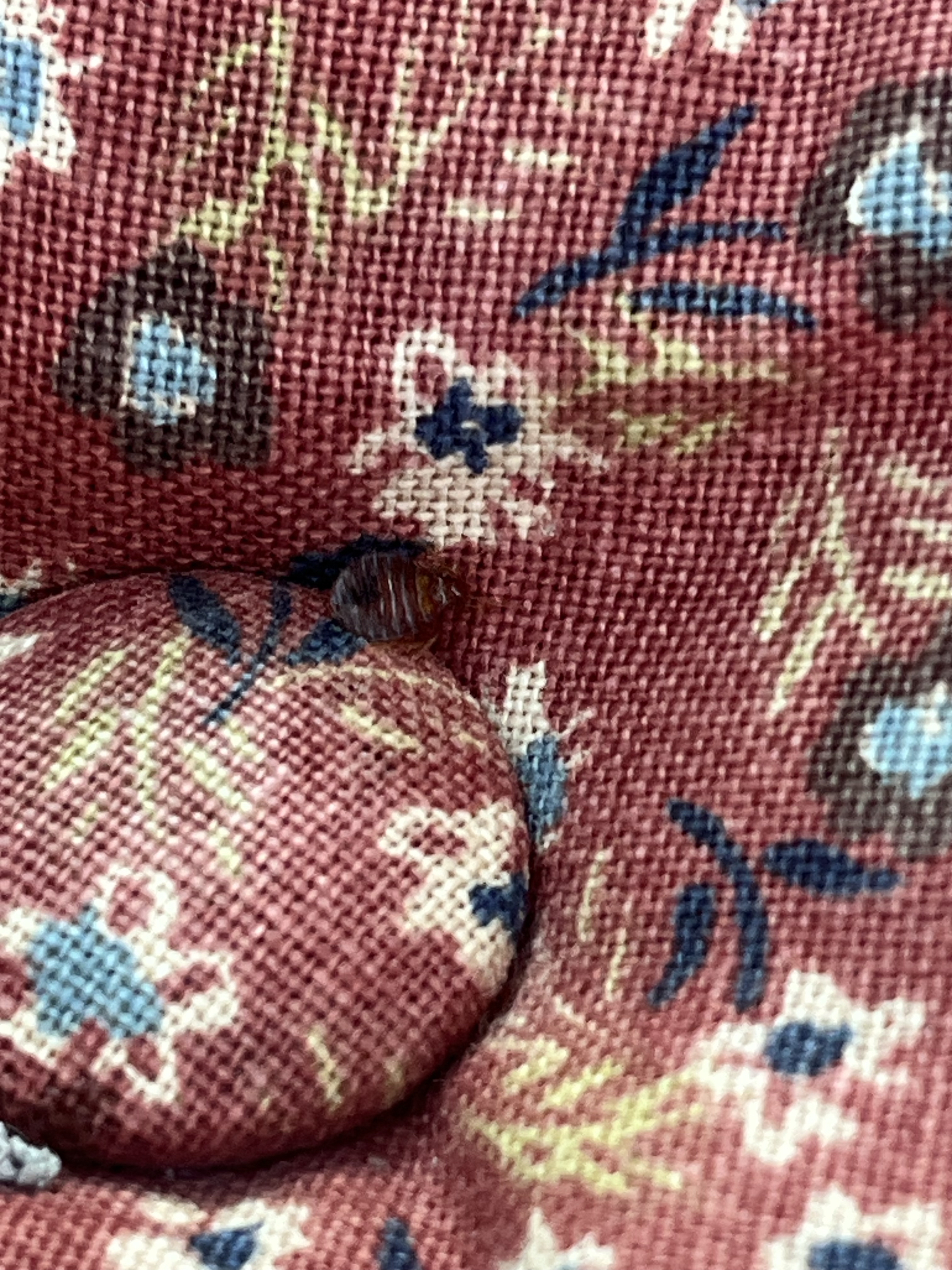 Bed bug service in La Vergne, TN photo 5