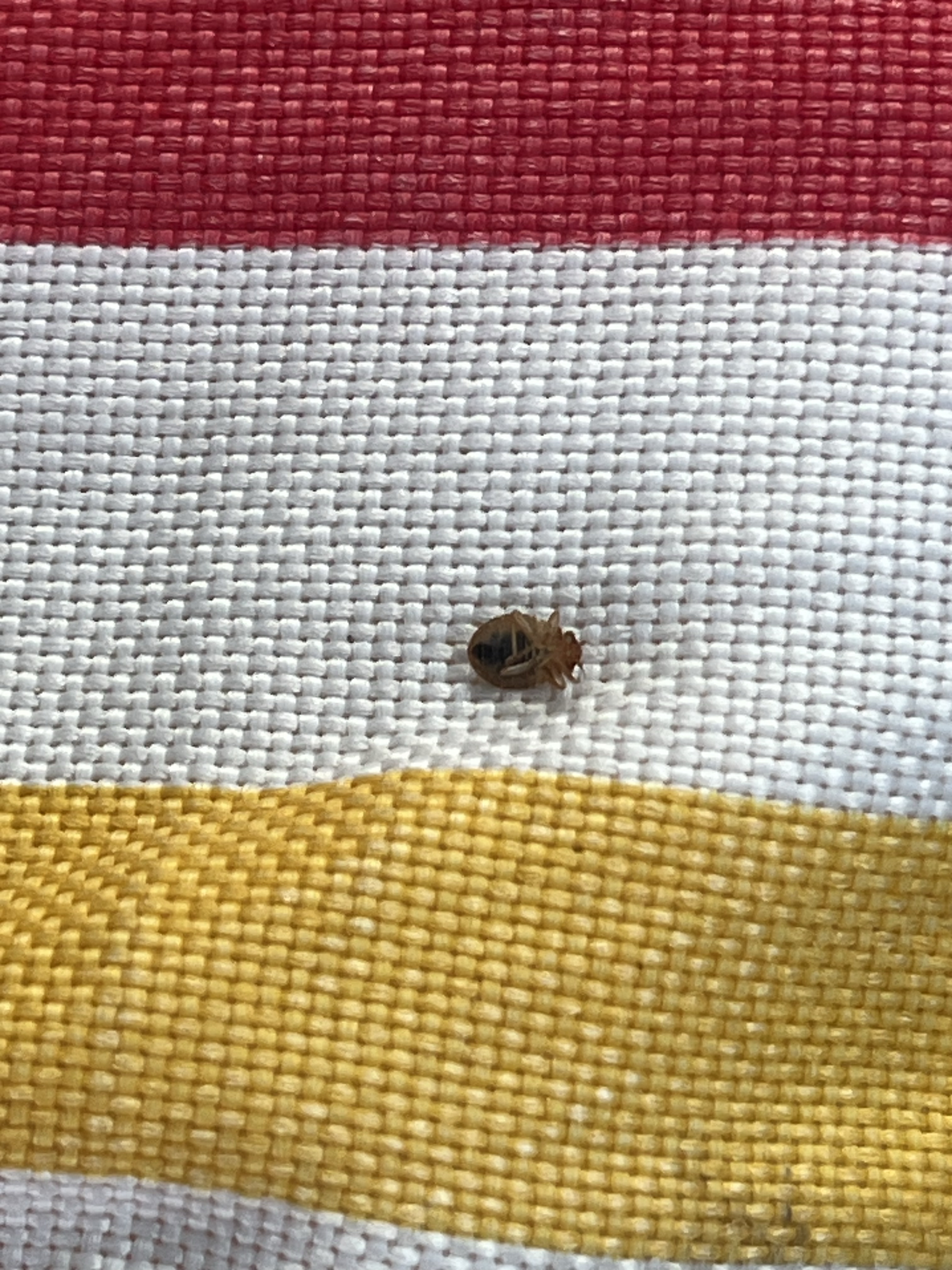 Bed bug service in La Vergne, TN photo 7