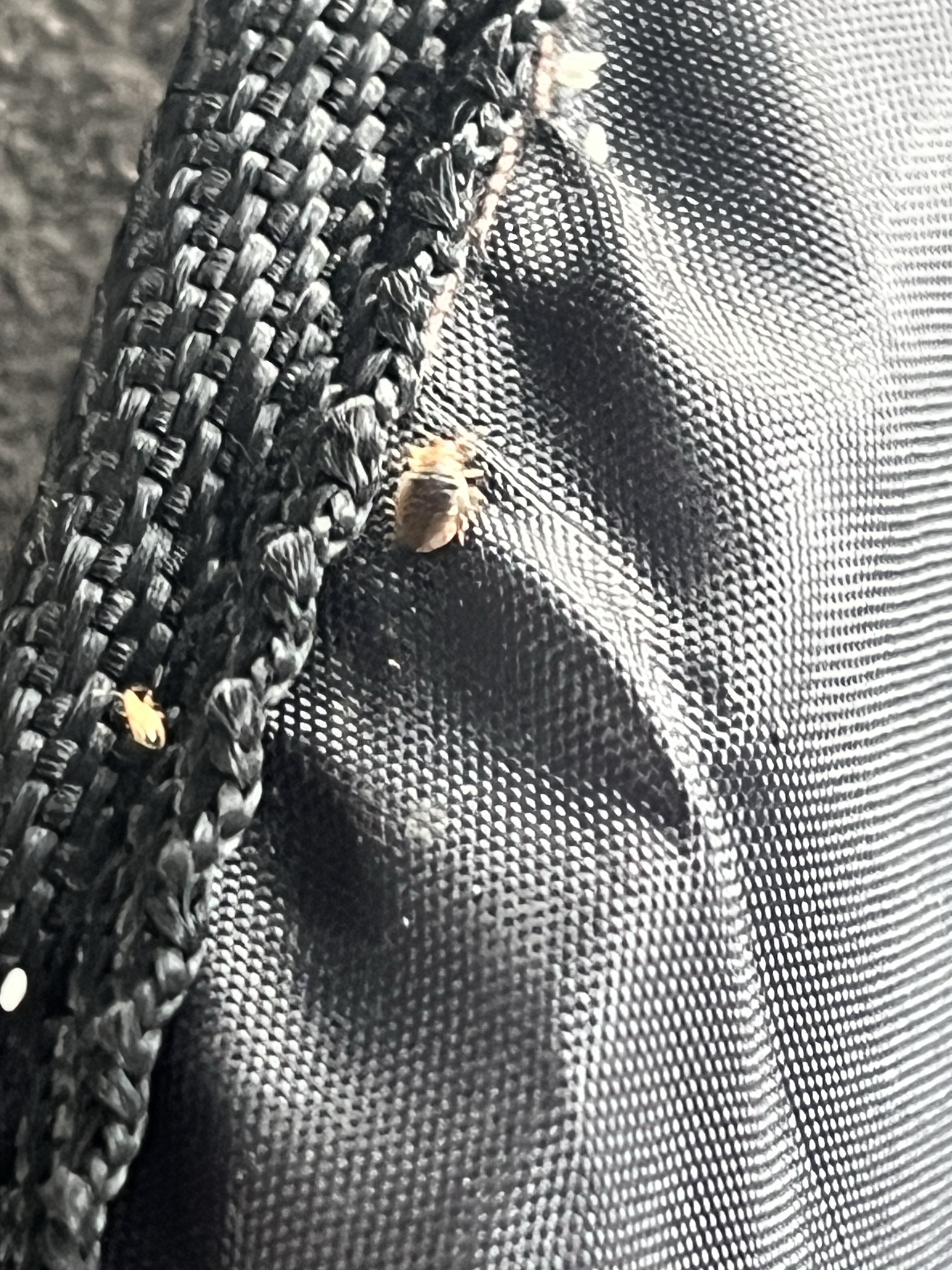 Bed bug service in La Vergne, TN photo 8