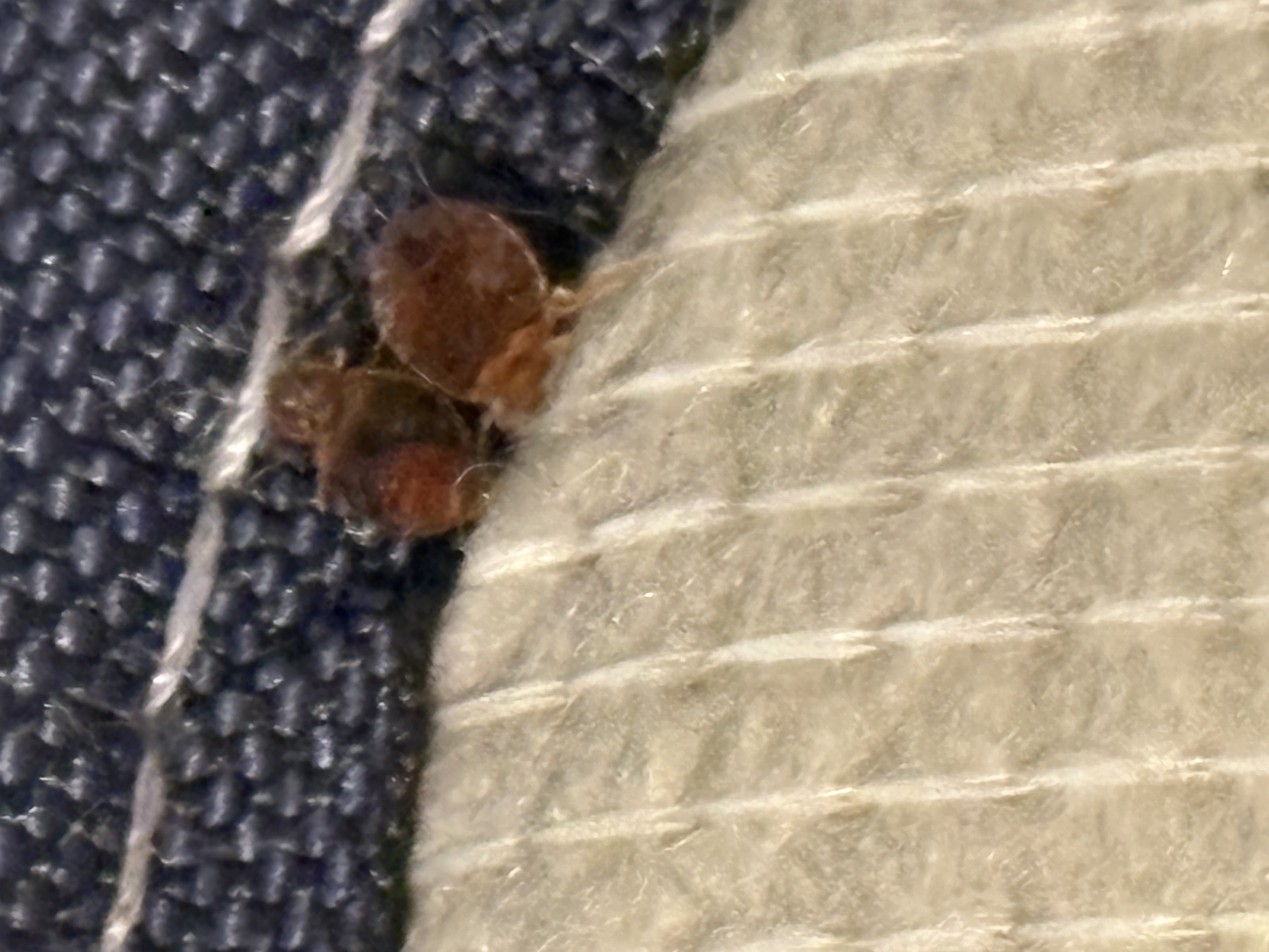 Bed bug service in Nashville, TN photo 1