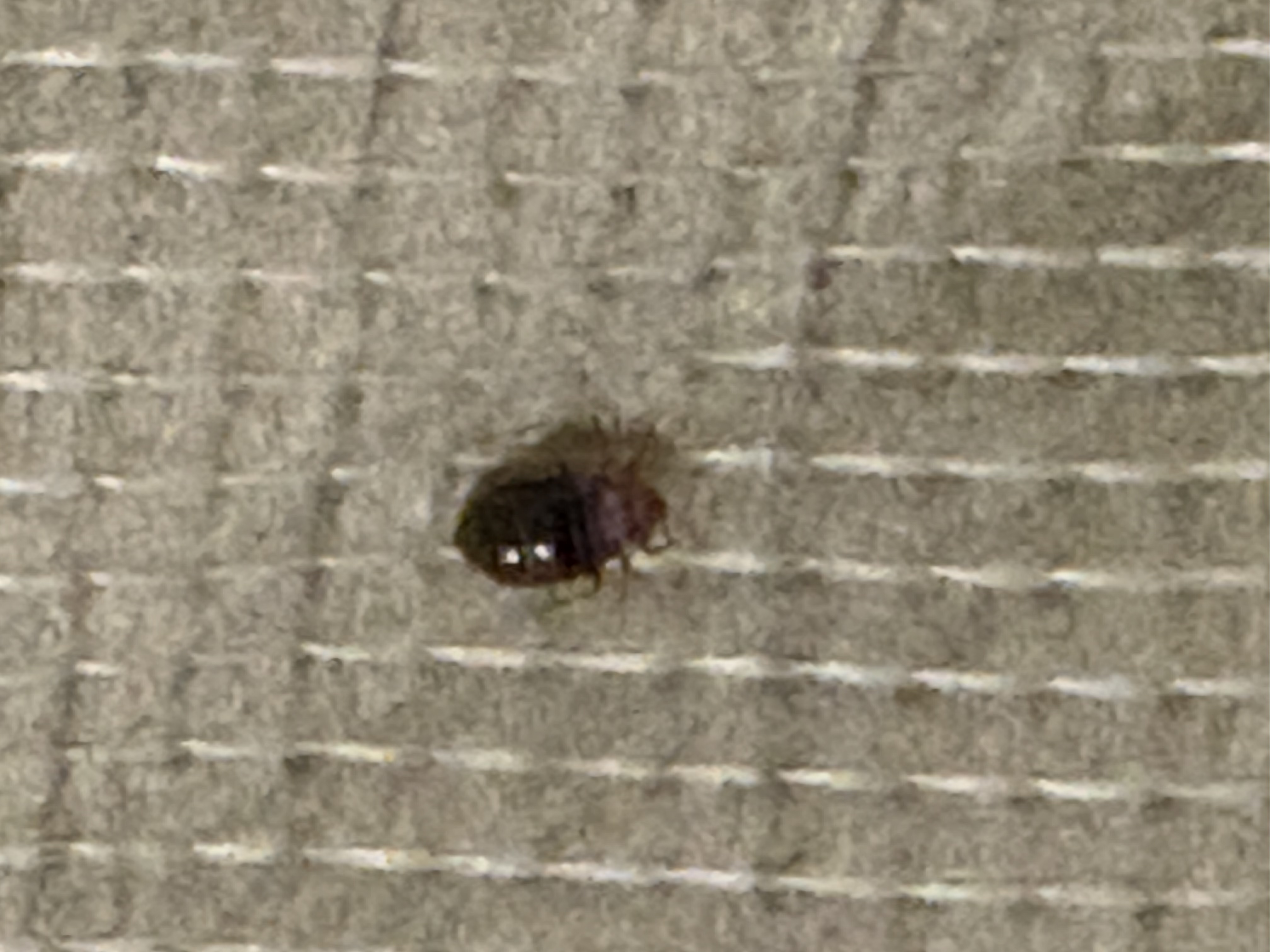 Bed bug service in Nashville, TN photo 2