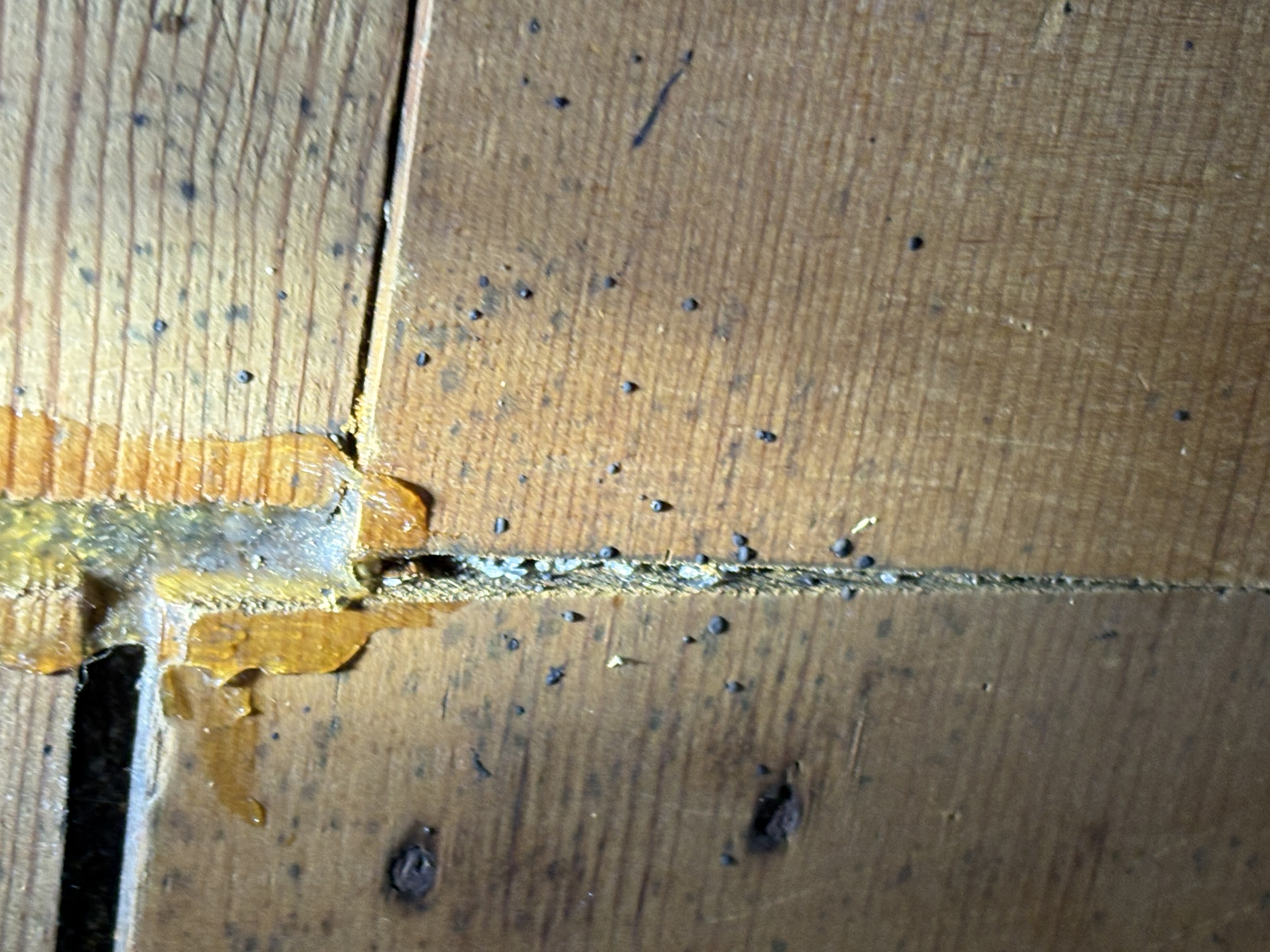 Bed bug service in Mt. Juliet, TN photo 2