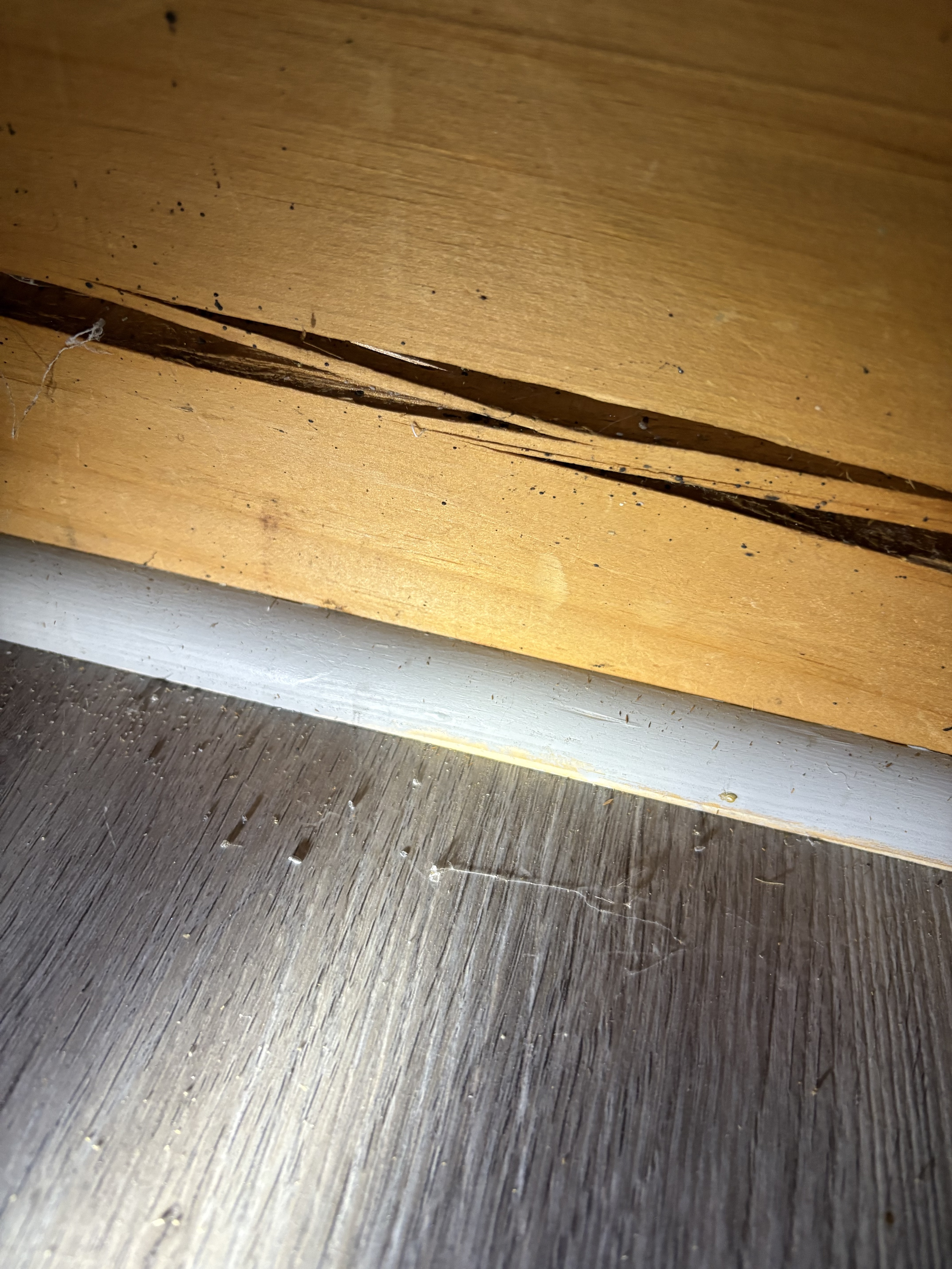 Bed bug service in Mt. Juliet, TN photo 3
