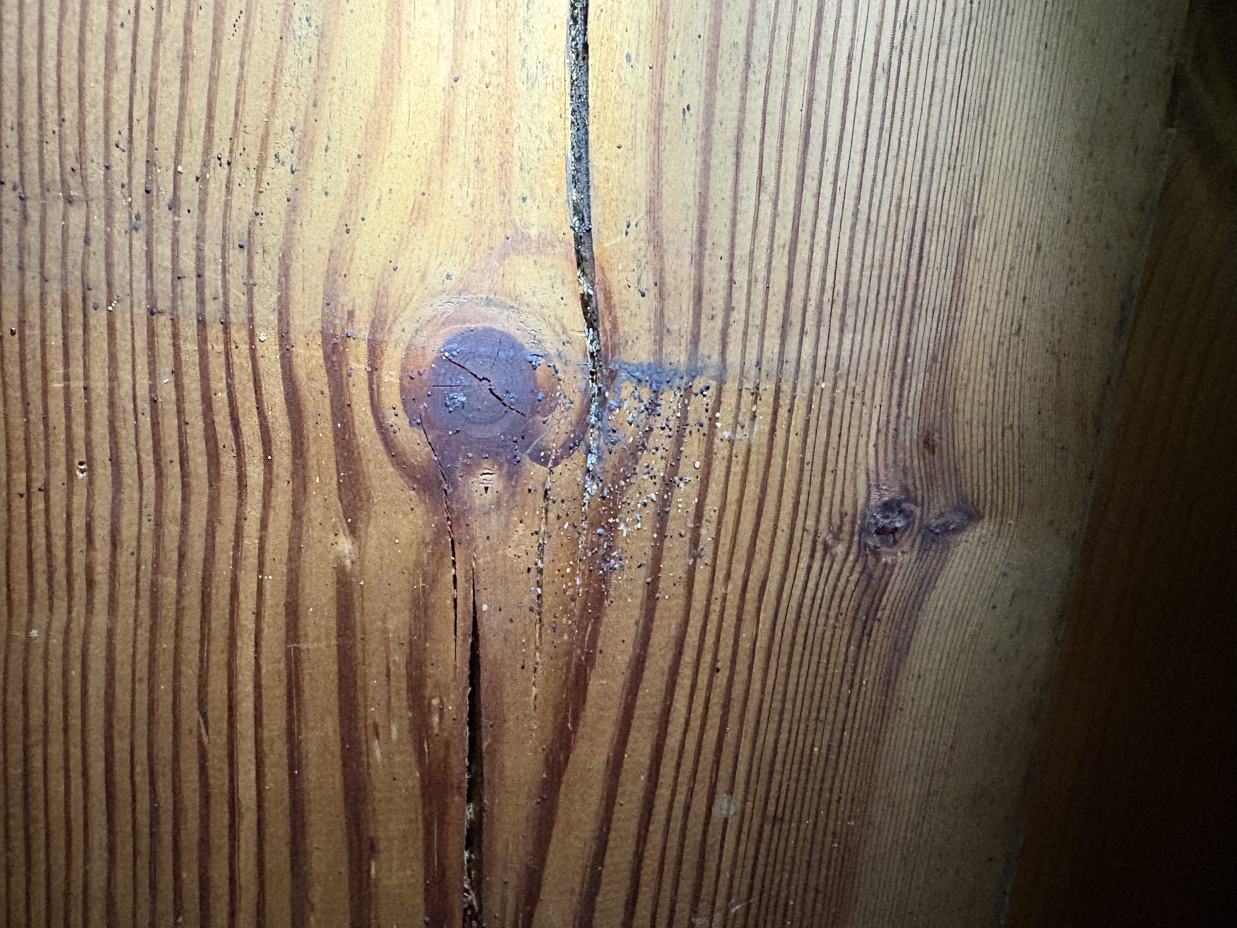 Bed bug service in Mt. Juliet, TN photo 4