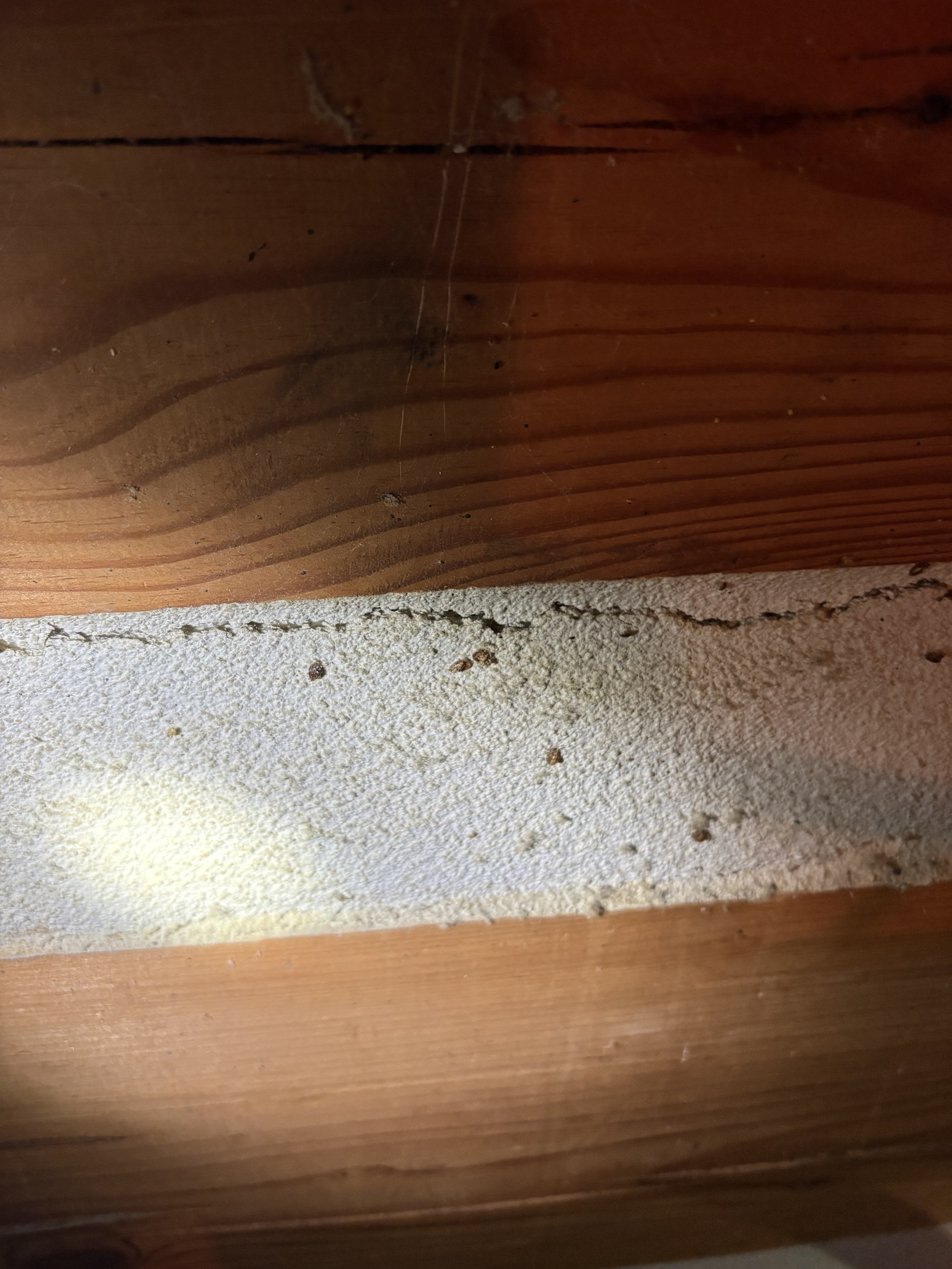 Bed bug service in Mt. Juliet, TN photo 5