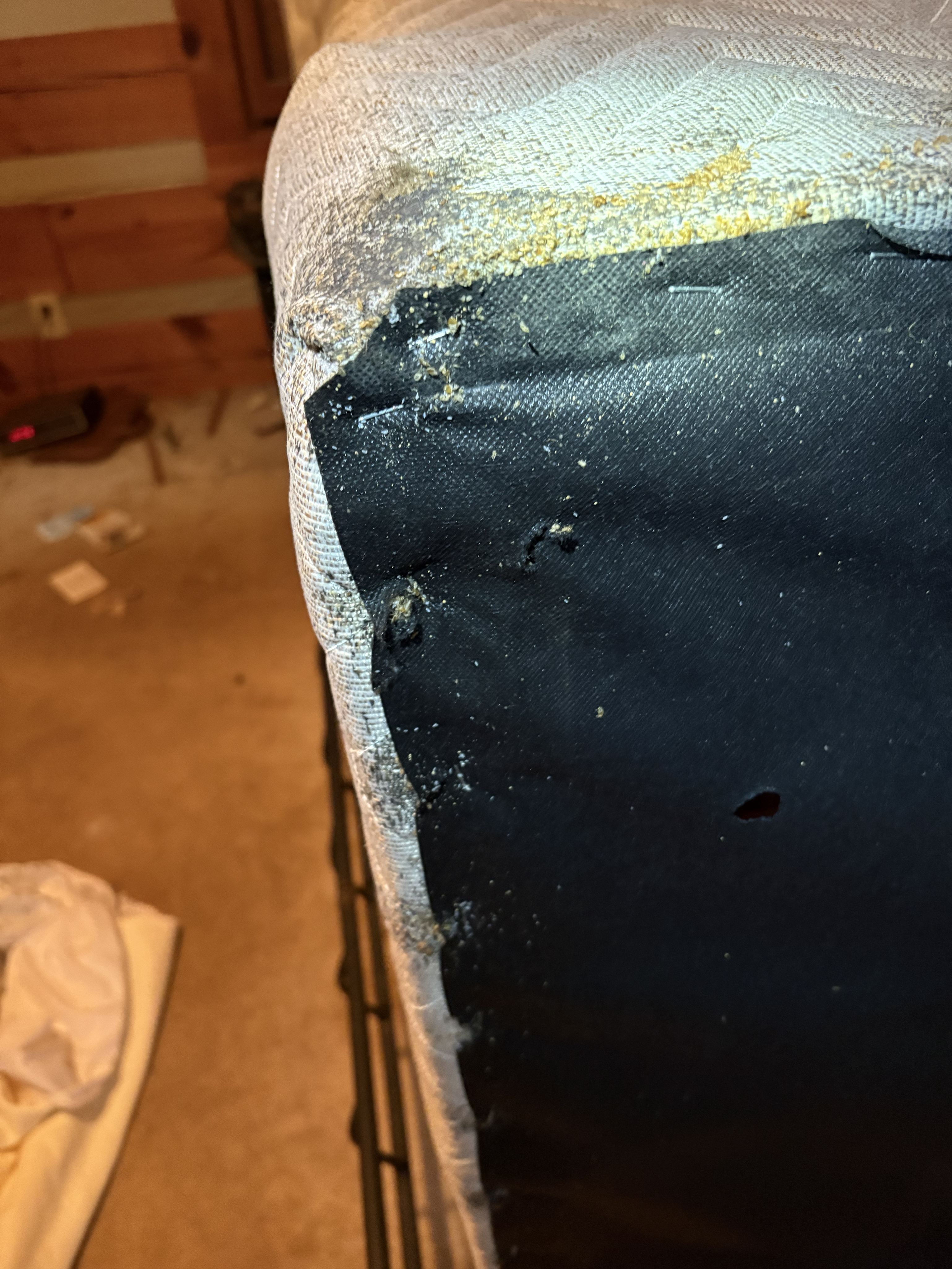 Bed bug service in Mt. Juliet, TN photo 7