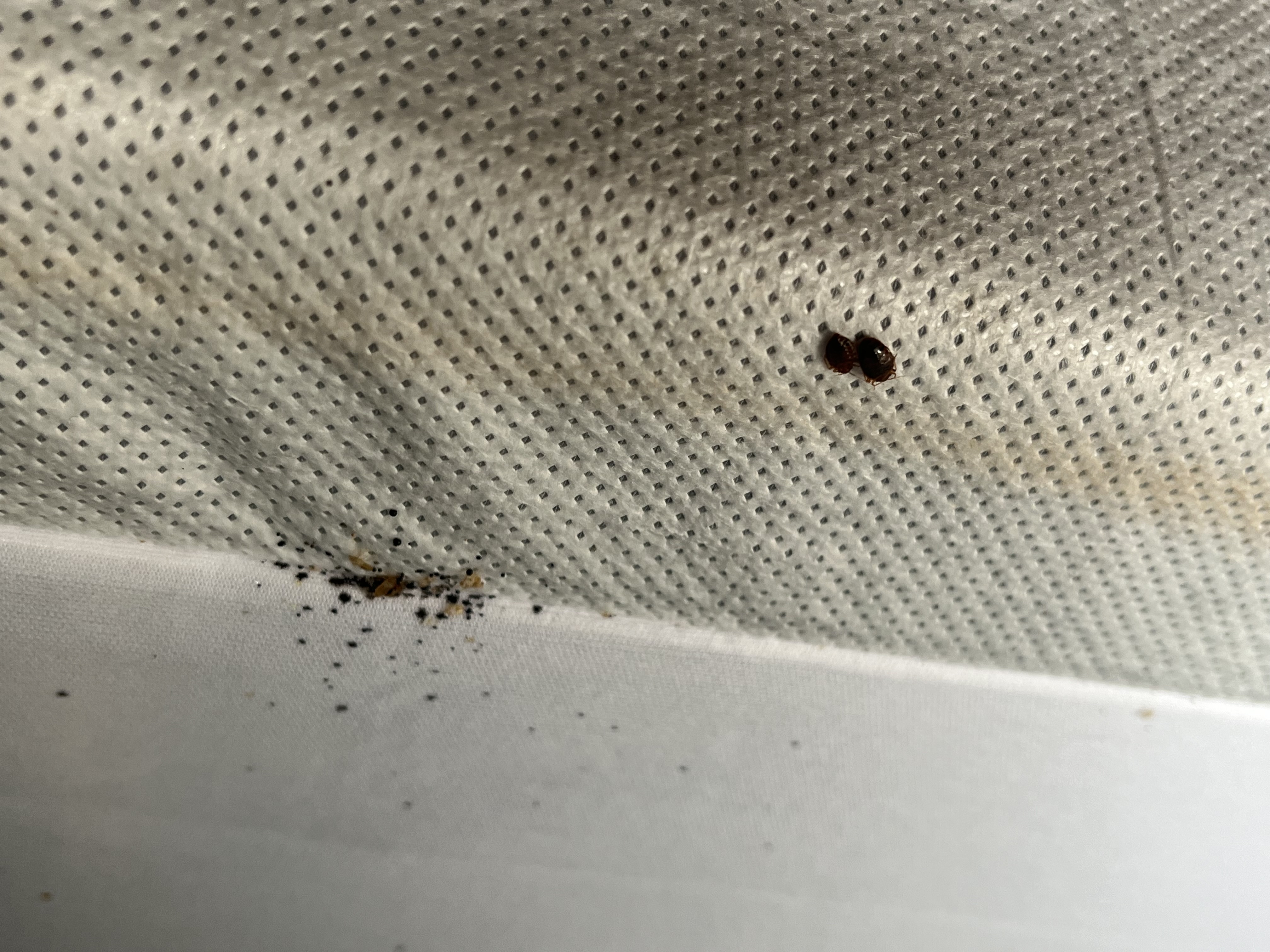 Bed bug service in White House, TN photo 1