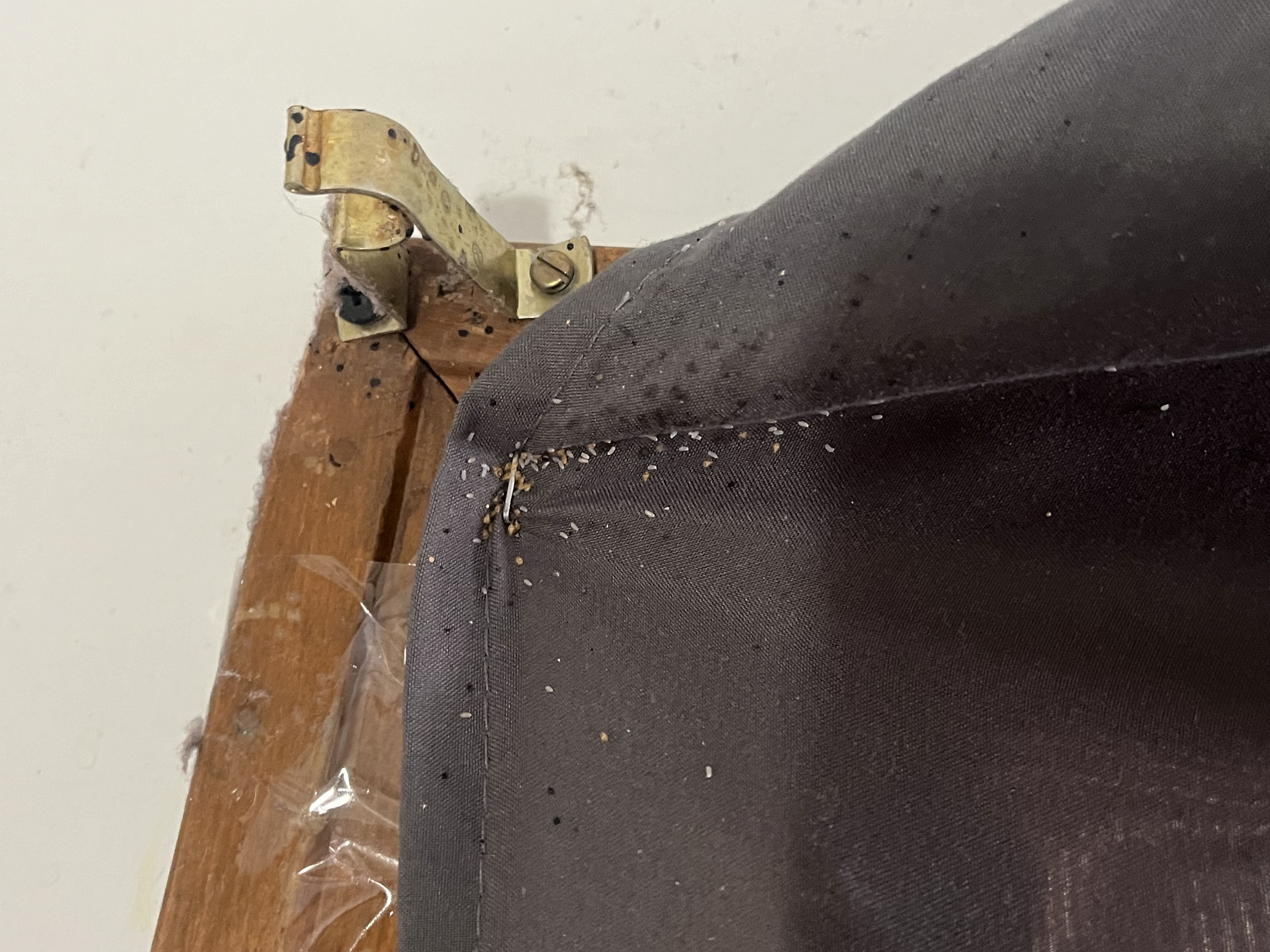 Bed bug service in White House, TN photo 2