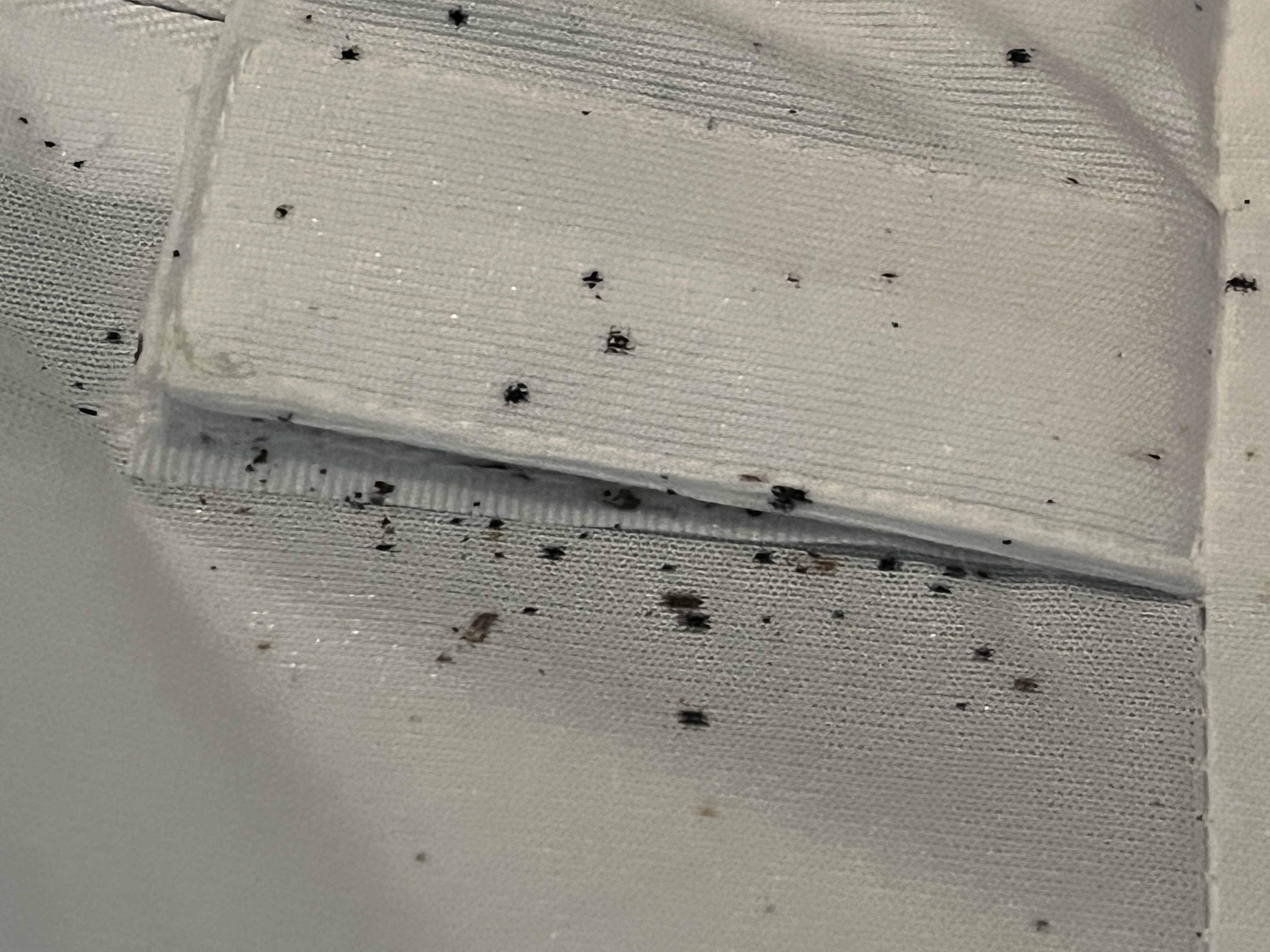 Bed bug service in White House, TN photo 3