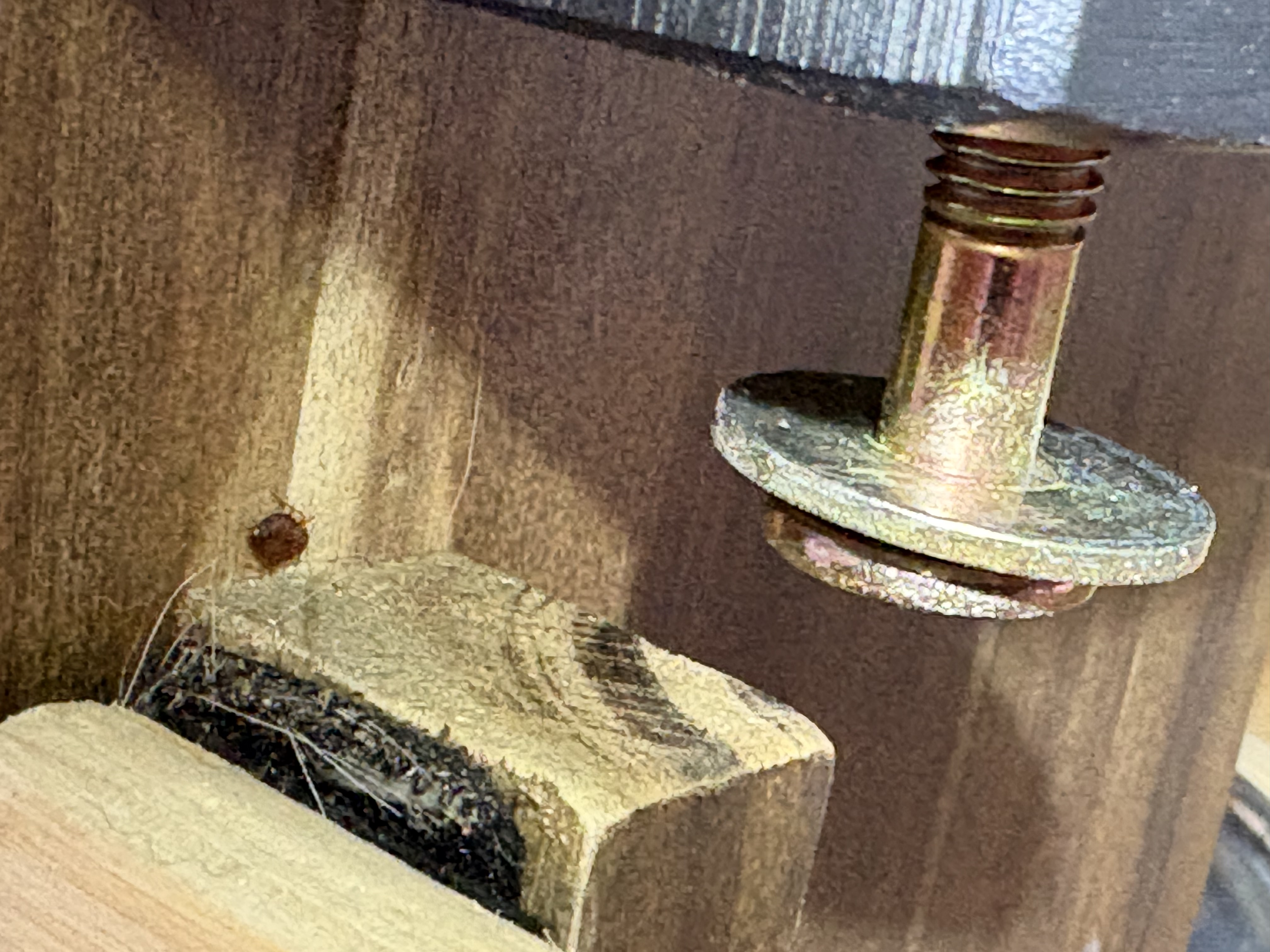 Bed bug service in Green Hill, TN main photo