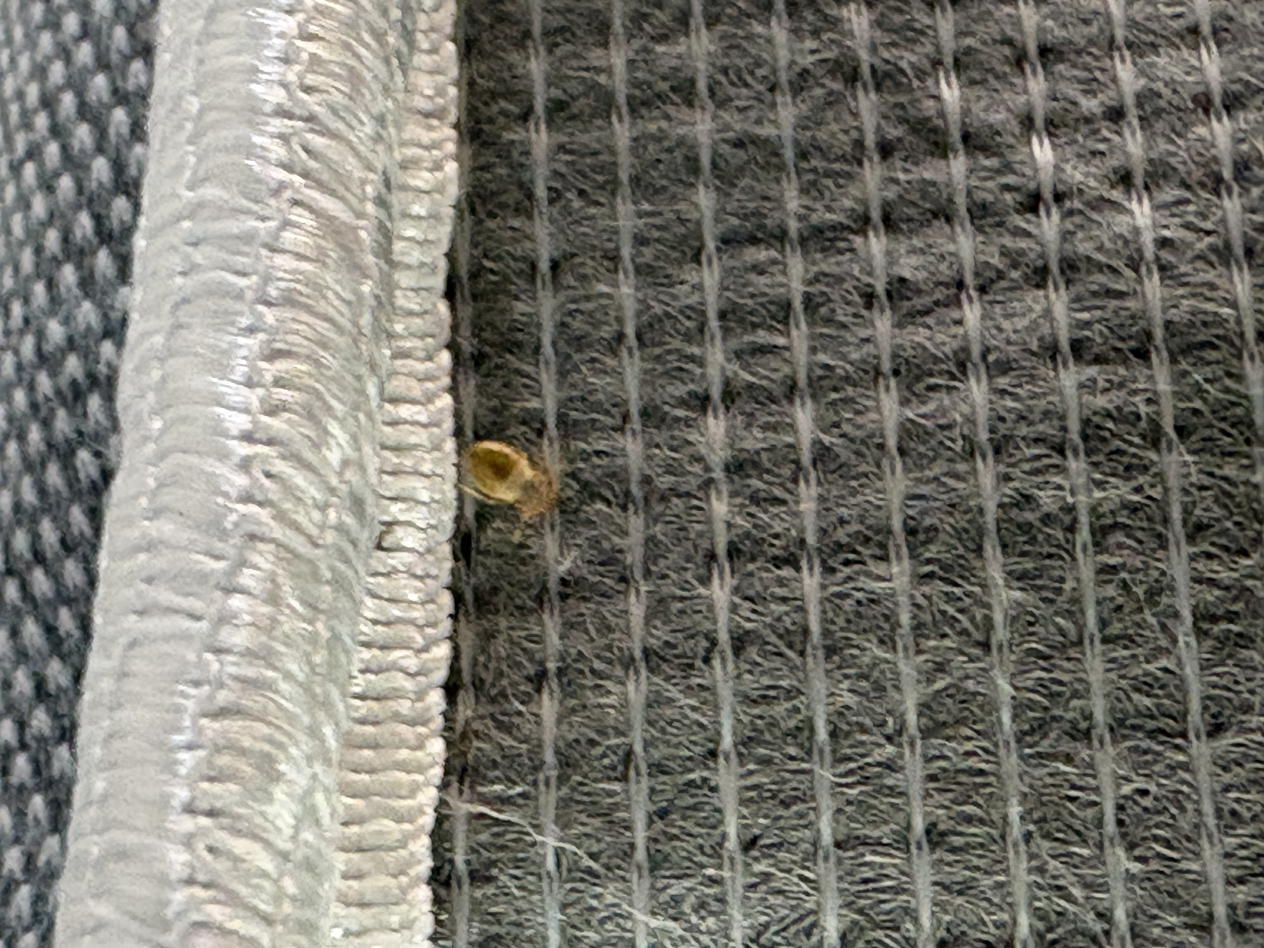 Bed bug service in Green Hill, TN photo 2