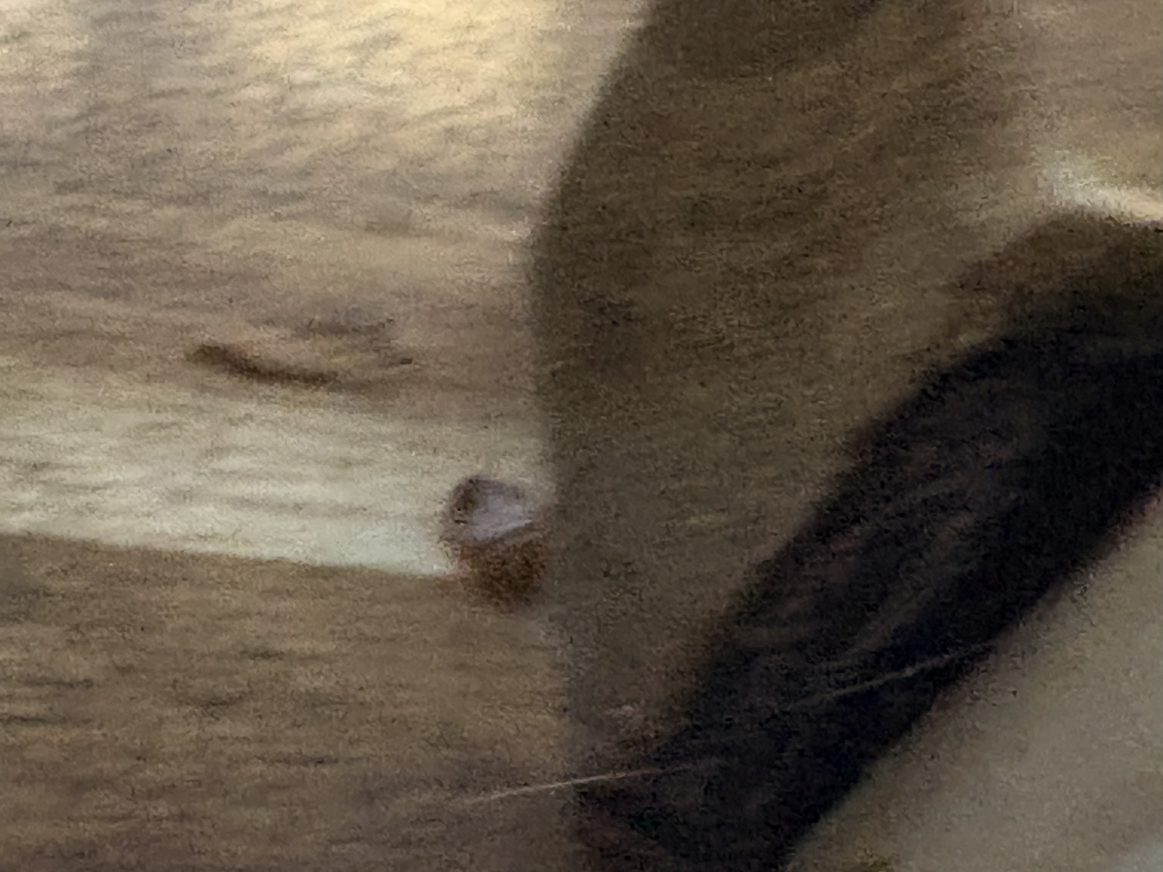 Bed bug service in Green Hill, TN photo 4
