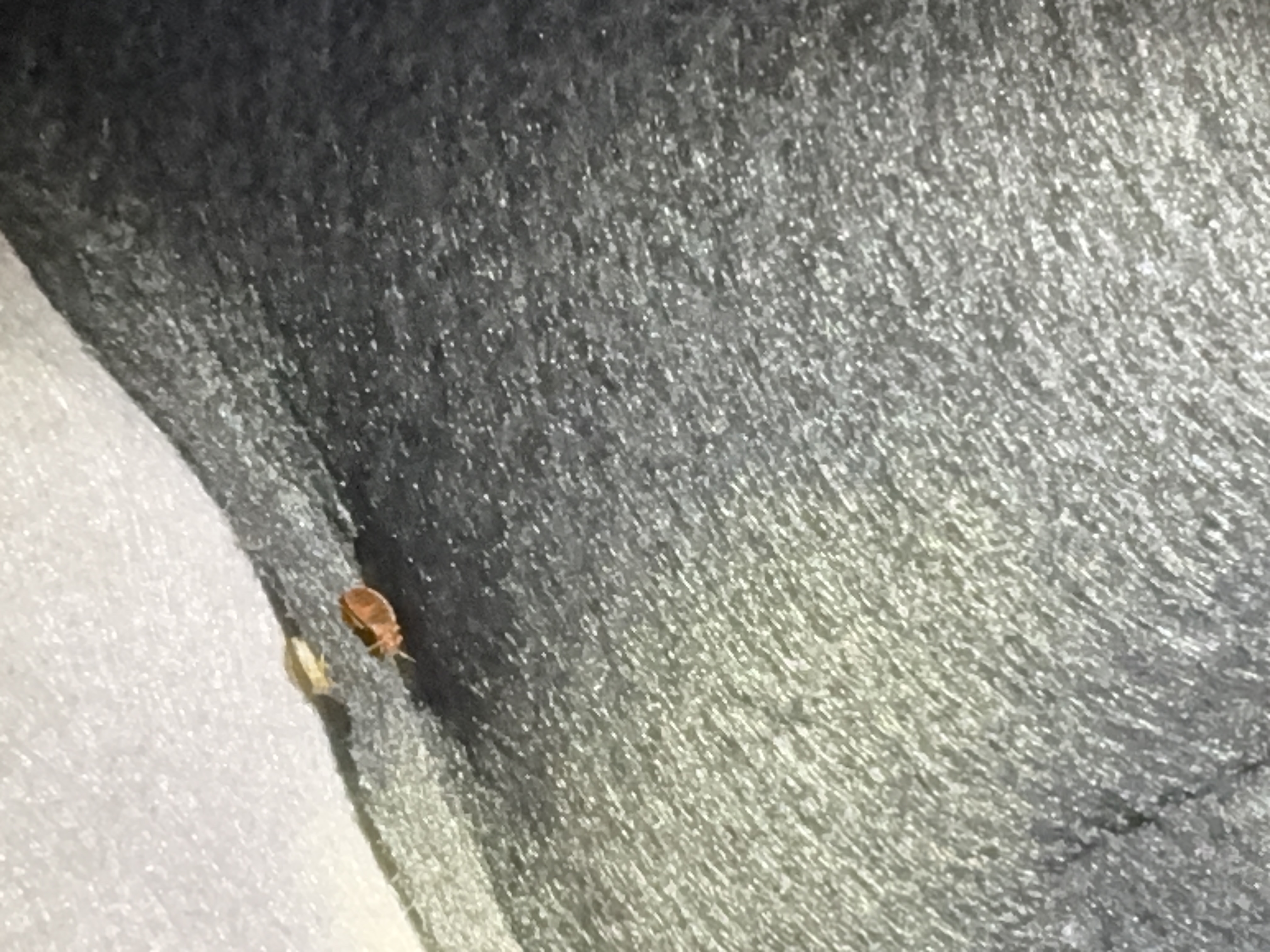 Bed bug service in Green Hill, TN photo 6