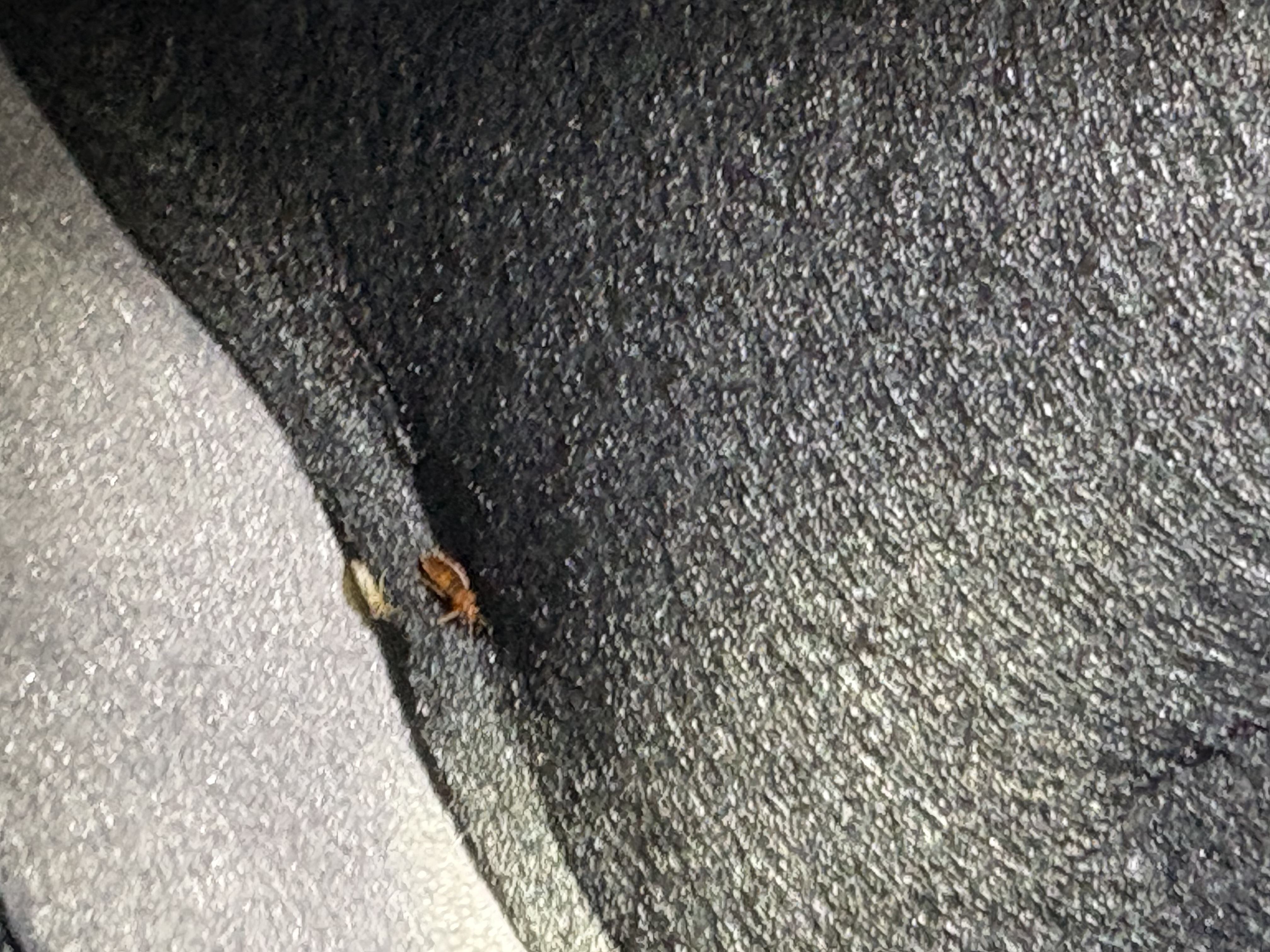 Bed bug service in Green Hill, TN photo 7