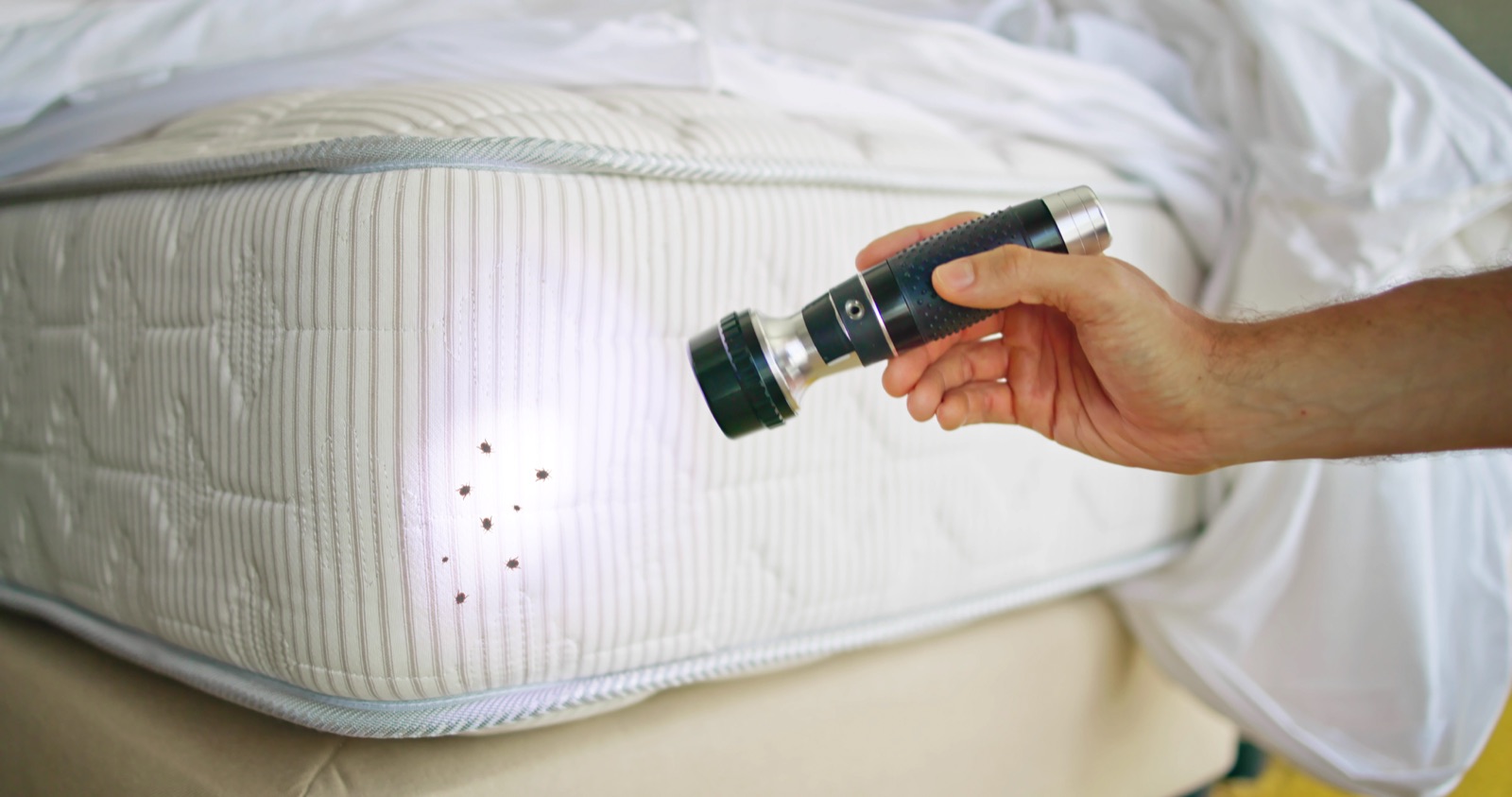 EcoForce bed bug consultation and inspection support before heat treatment